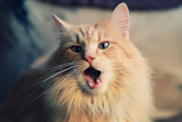 撕裂约基奇体系！霍勒迪在NBA季后赛的防守艺术