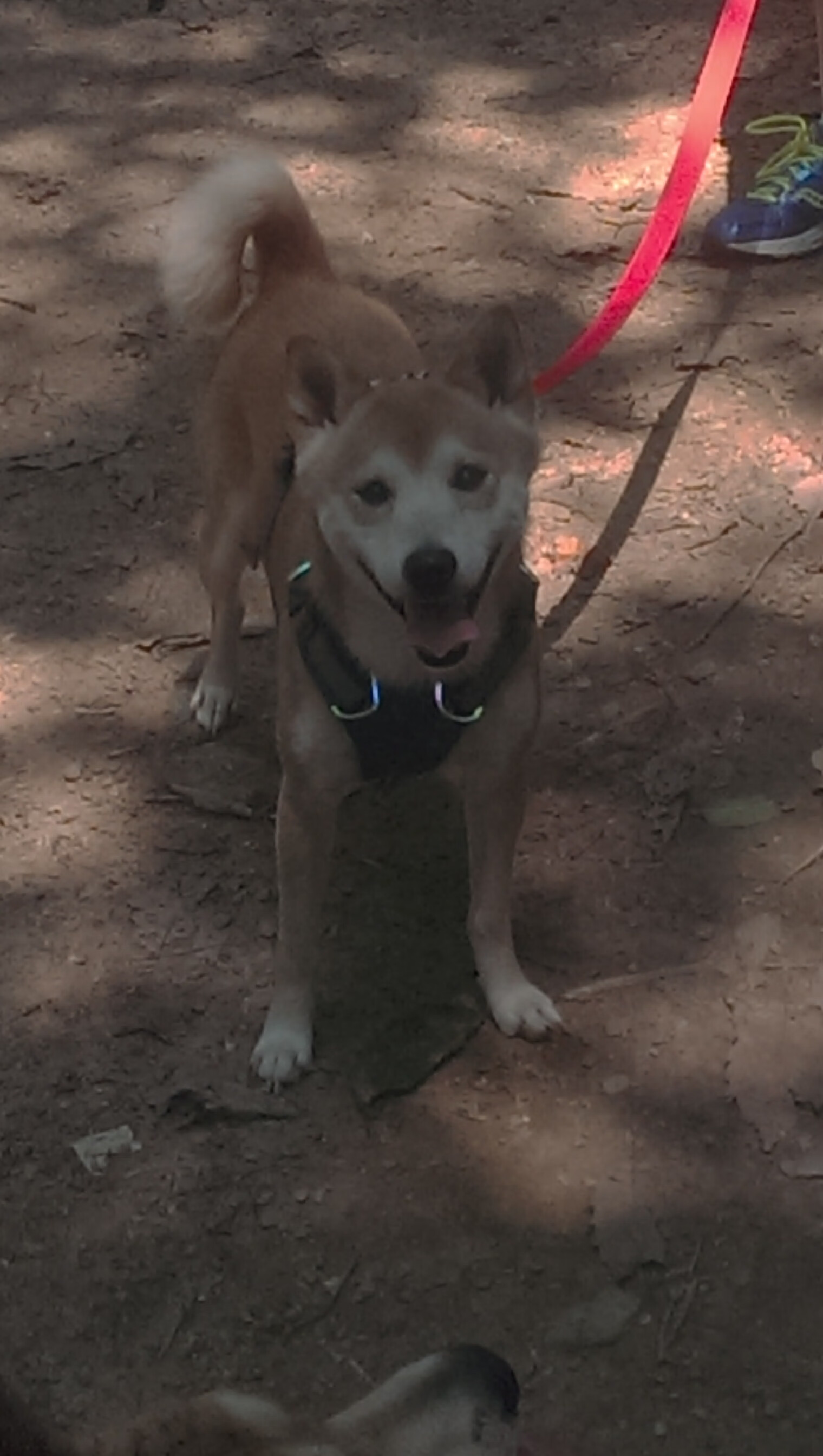 法比尼奥刷新纪录之夜，摩洛哥亚特拉斯雄狮掀翻埃及法老王朝