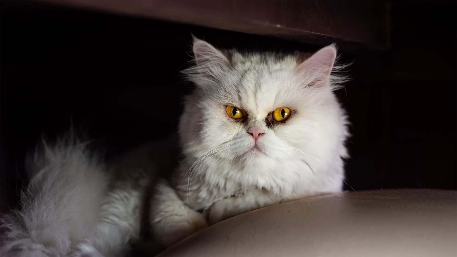 绿茵烽火与篮坛风暴,当意甲鏖战映照76人的轻盈舞步