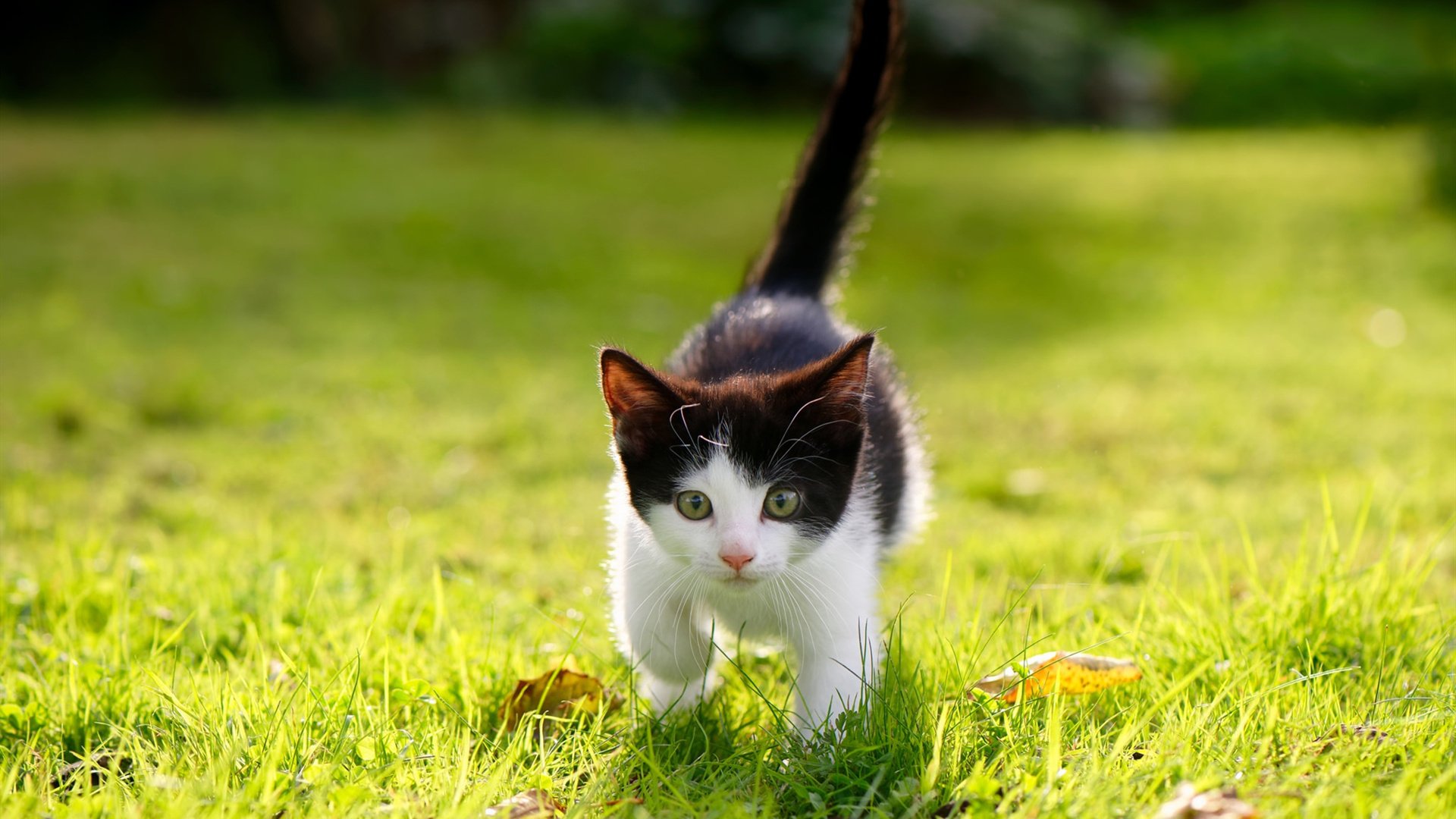 欧冠半决赛焦点战,尼斯力克几内亚,黑马逆袭晋级在望