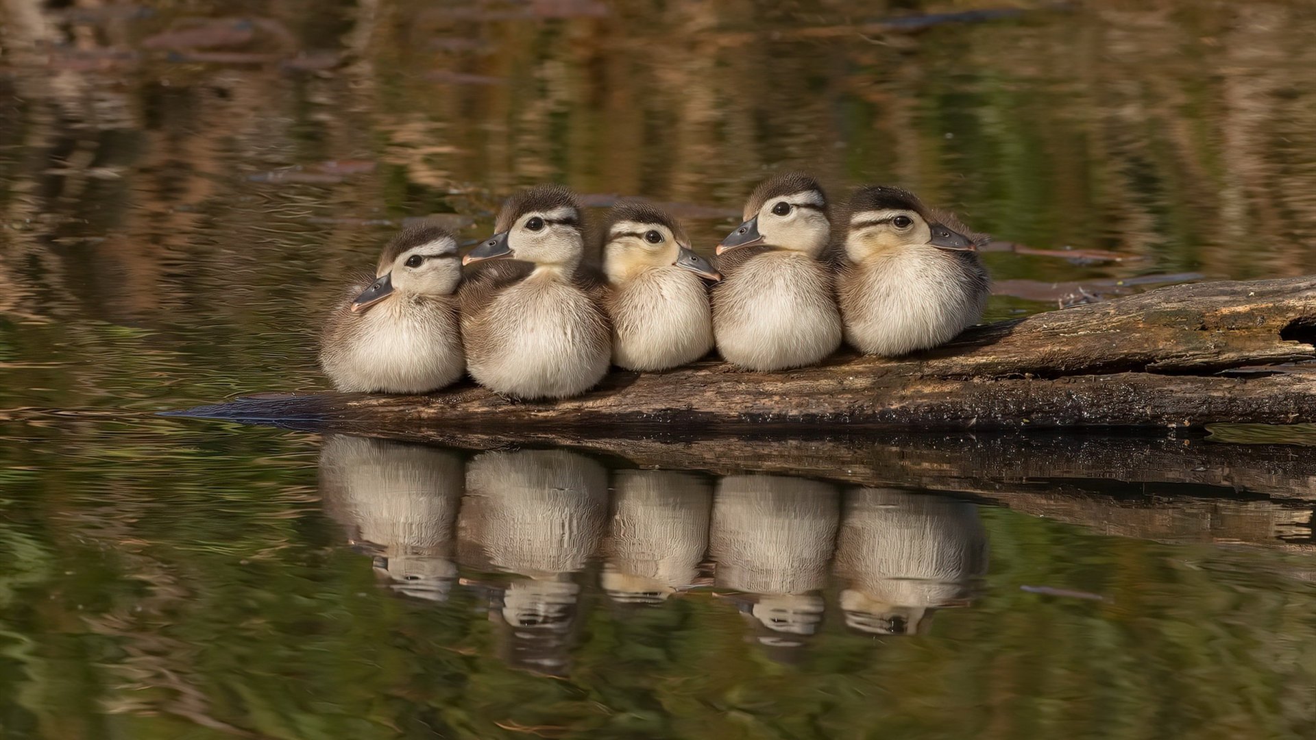 快与慢，福克斯的闪电战与掘金的逆转美学
