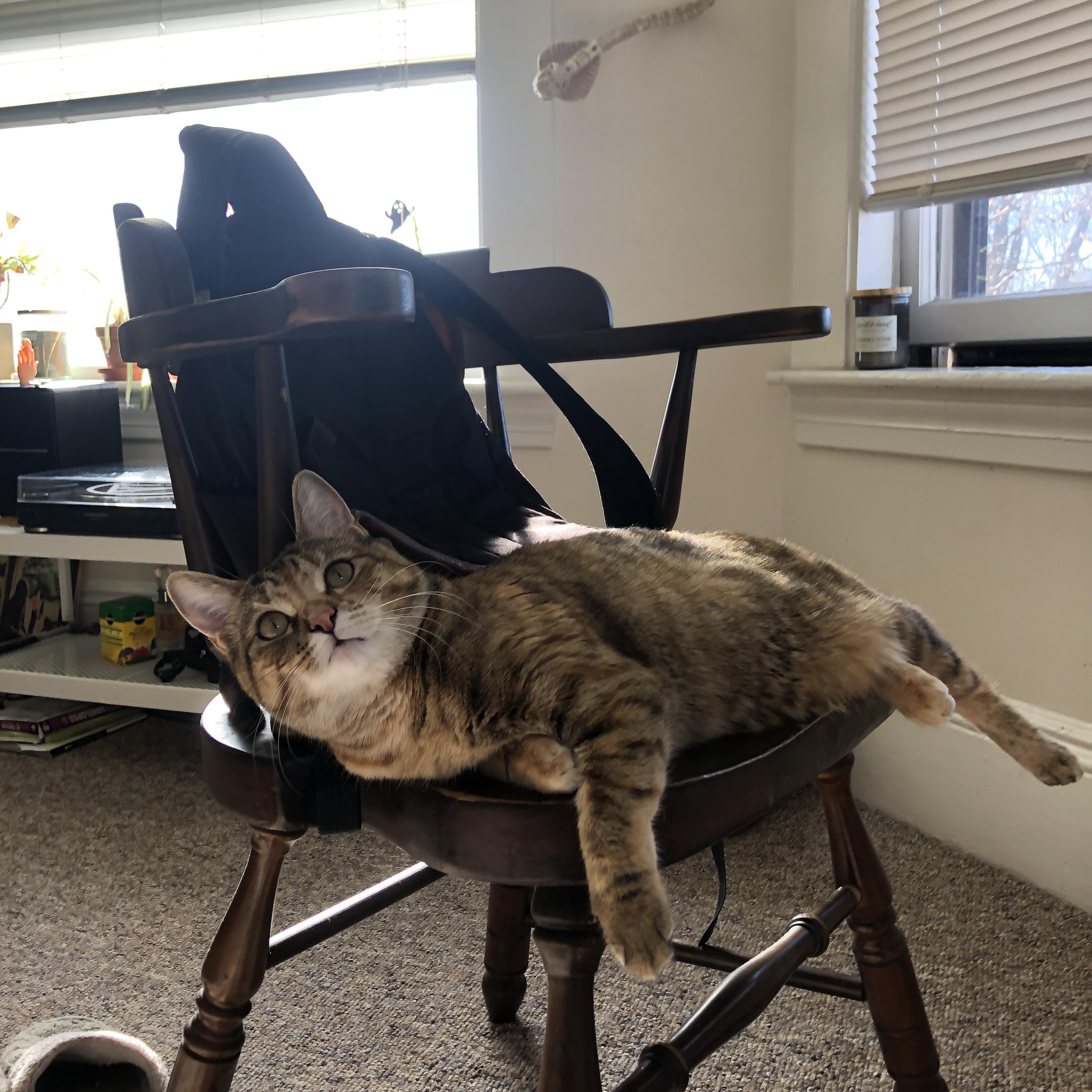 神话之城对决沙漠之狐，范戴克如何以一己之律动，冰封全场节奏？