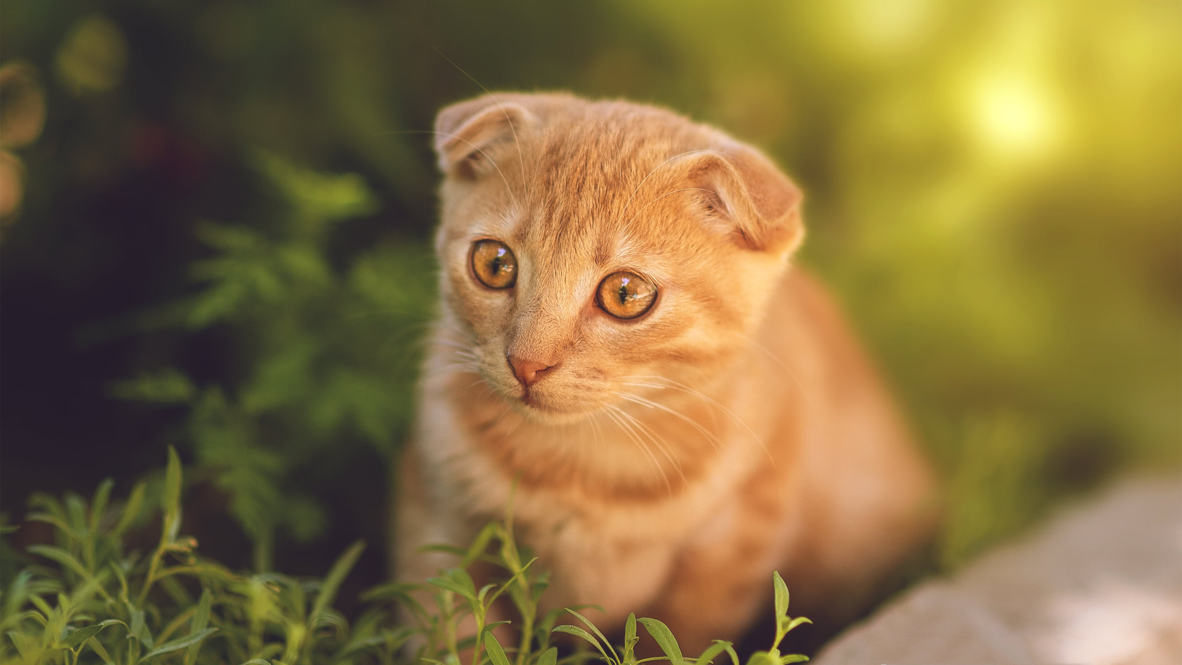 土耳其闪电战收割巴西,阿坎吉的个人英雄主义