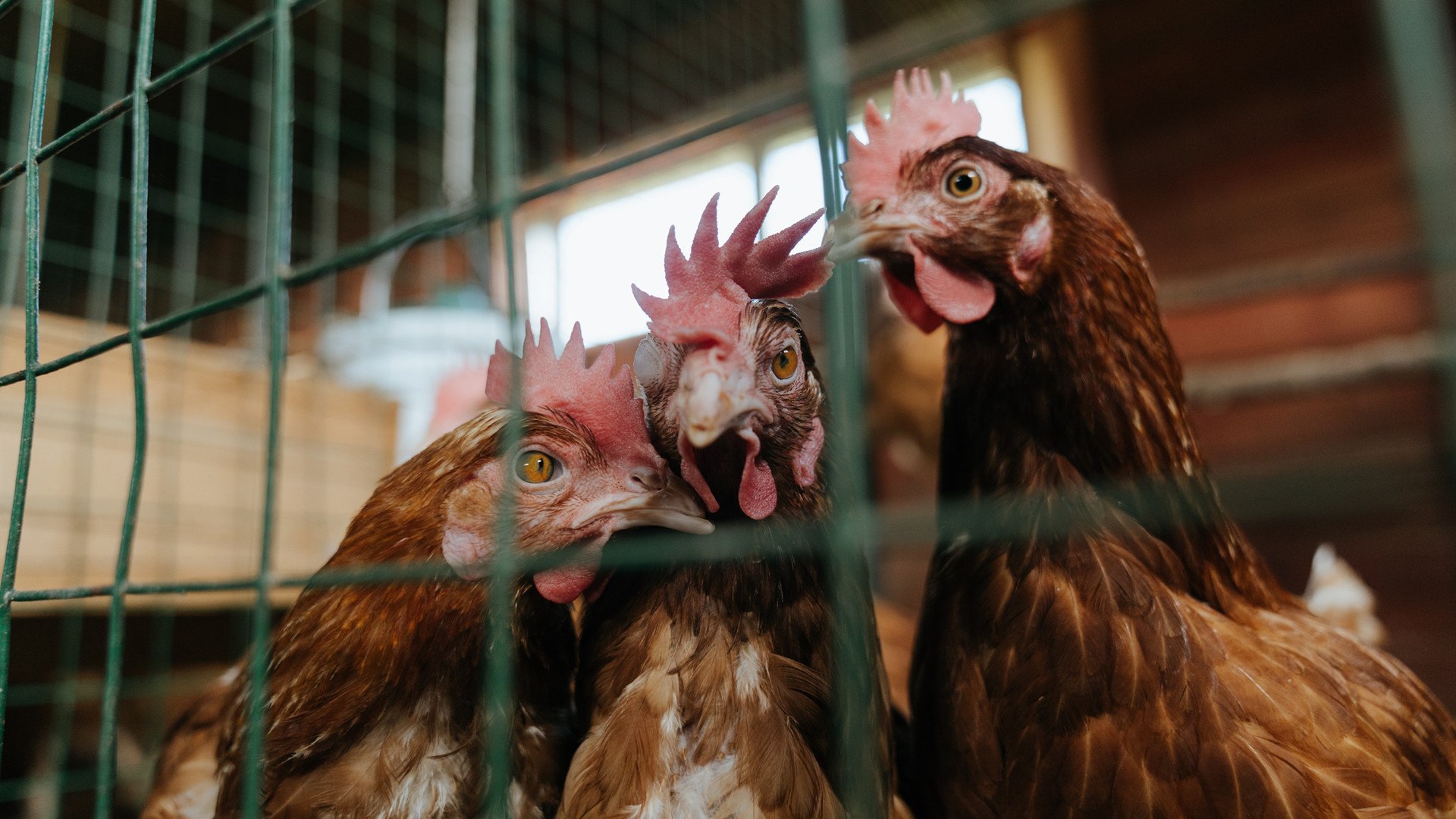 无声的扛旗者，霍勒迪如何用最被低估的方式定义总决赛