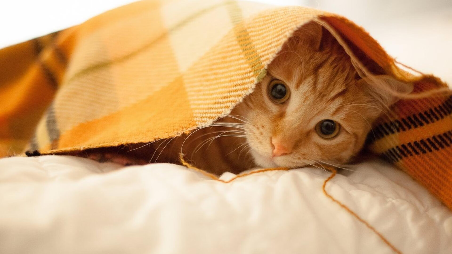 西决生死战焦点,拉齐奥惊天逆转巴萨