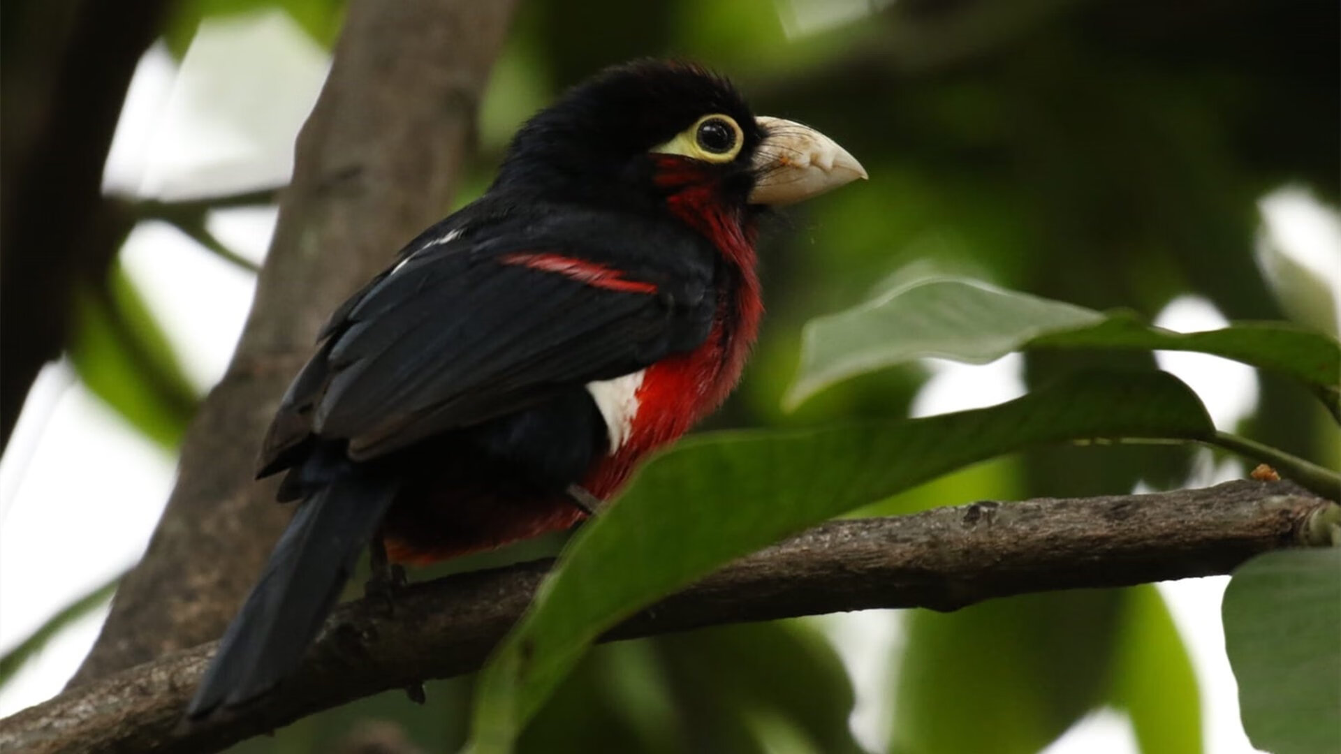 双城记，佛罗伦萨的午后与慕尼黑的夜晚—足球世界的平行叙事