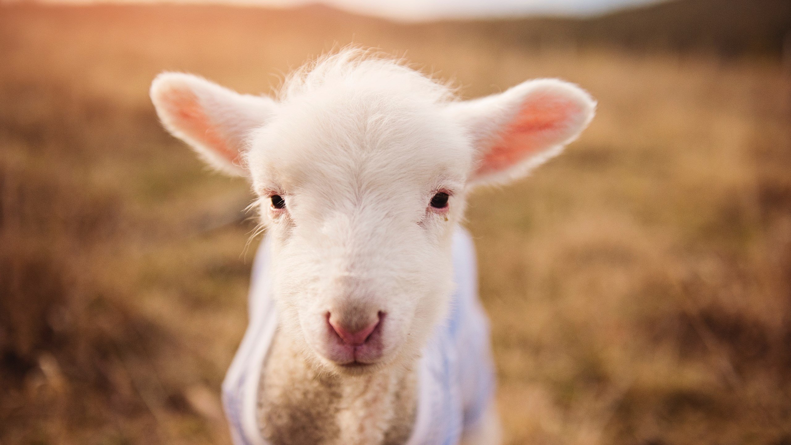 F1街道赛焦点战,德国最后时刻绝杀荷兰