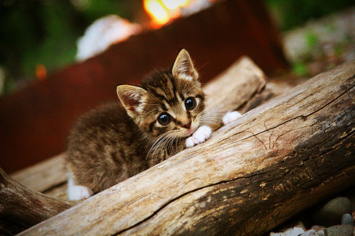 拉文手术刀般撕裂魔术迷宫,独行侠生死局踏出坚定舞步