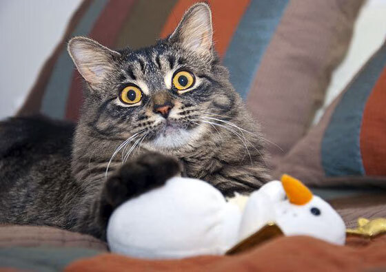 绿茵场上的两种史诗,英雄主义与集体韧性的交响