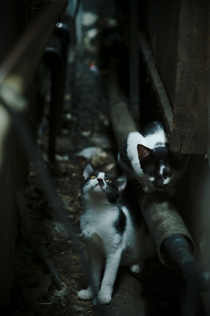 凯塞多一剑封喉,加纳单节风暴击碎沙特逆袭梦