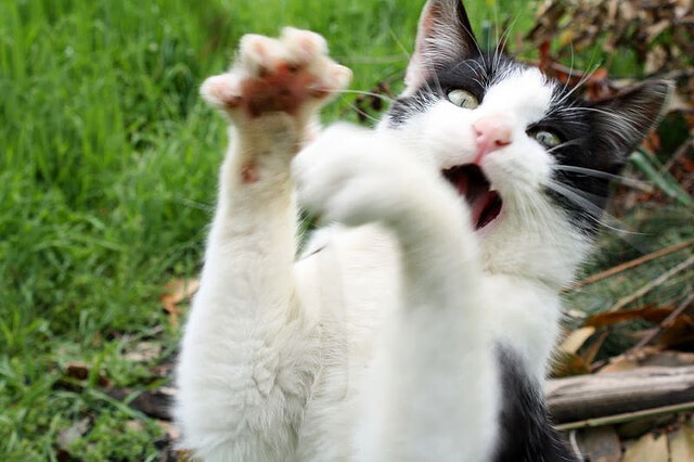 摩洛哥带走墨西哥,卡马文加高光表现,绿茵场上的青春风暴与战术革命