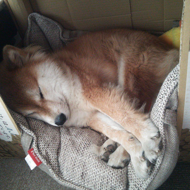 秘鲁力量闪耀NBA季后赛焦点战，跨洲际对决中拿下里昂