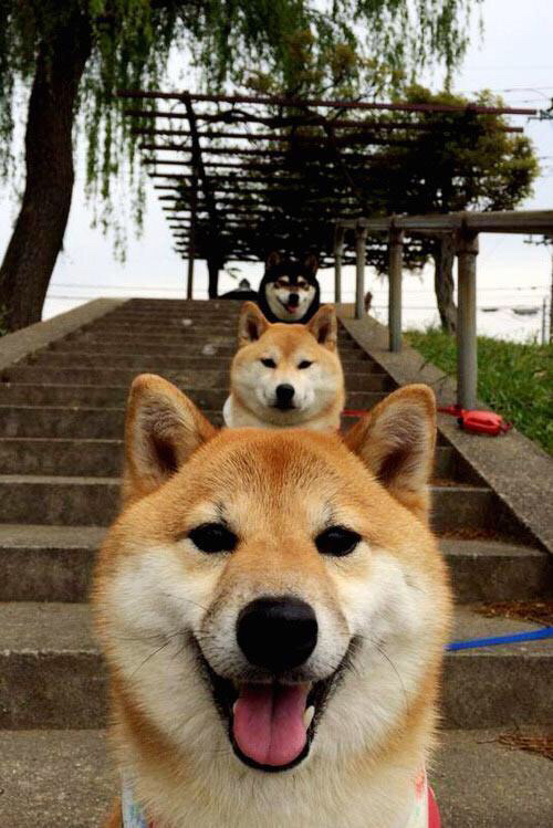 2026世界杯，丹麦连续得分碾压洪都拉斯，阿尔瓦雷斯主宰赛场闪耀未来